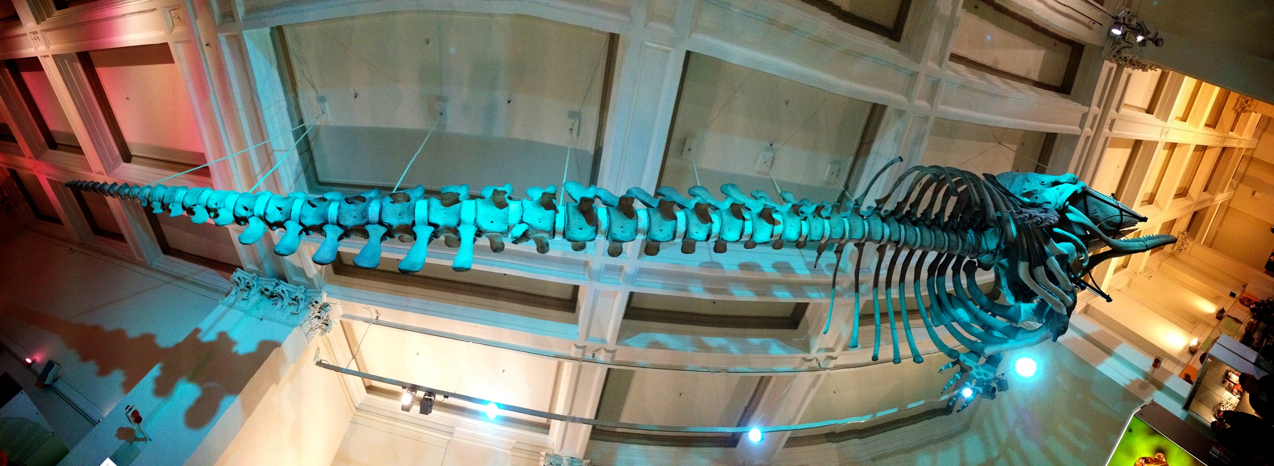 The skeleton of a sperm whale hangs over the foyer at the Australian Museum in Sydney. Moshe Reuveni/Flickr (CC BY-NC-ND 2.0)