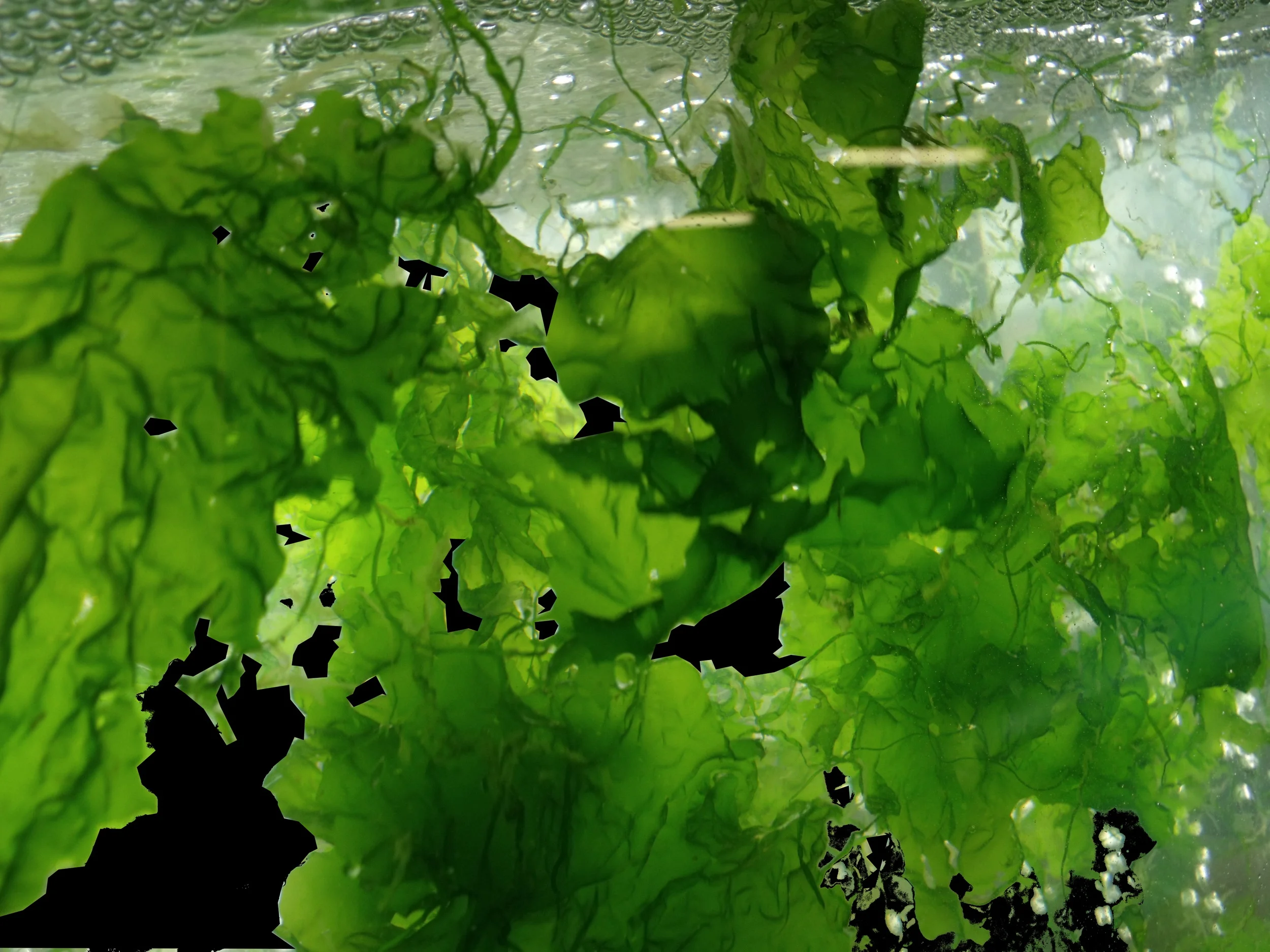 Pia Winberg's company produces nutrient-rich marine algae (otherwise known as seaweed). © Venus Shell Systems (used with permission)
