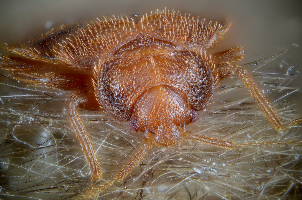 Bed bugs aren't the cutest critters out there, let's be honest. Gilles San Martin/Flickr (CC BY-SA 2.0)