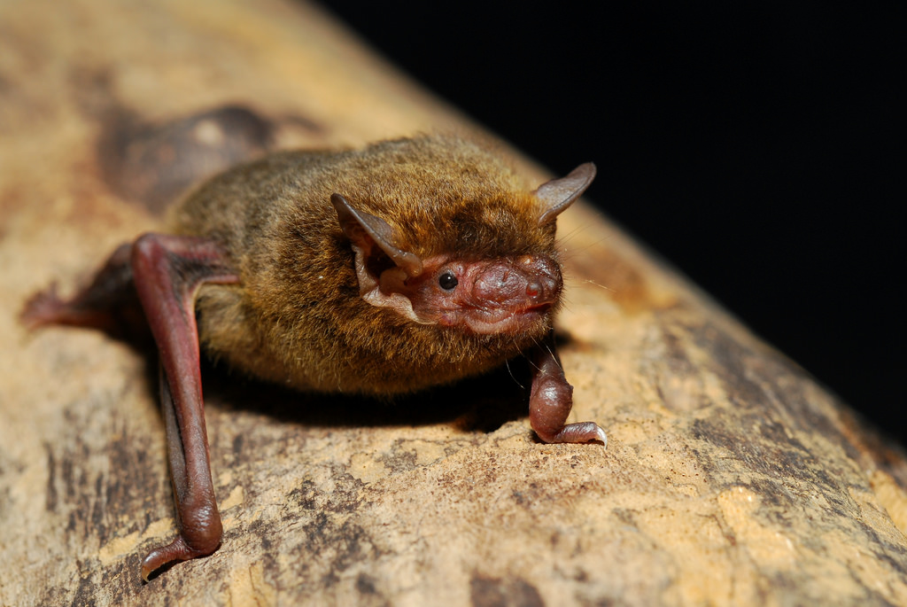 We're only a recent host for bed bugs — before us, they happily feasted on the blood of bats. AlphaLu/Flickr (CC BY-NC 2.0)