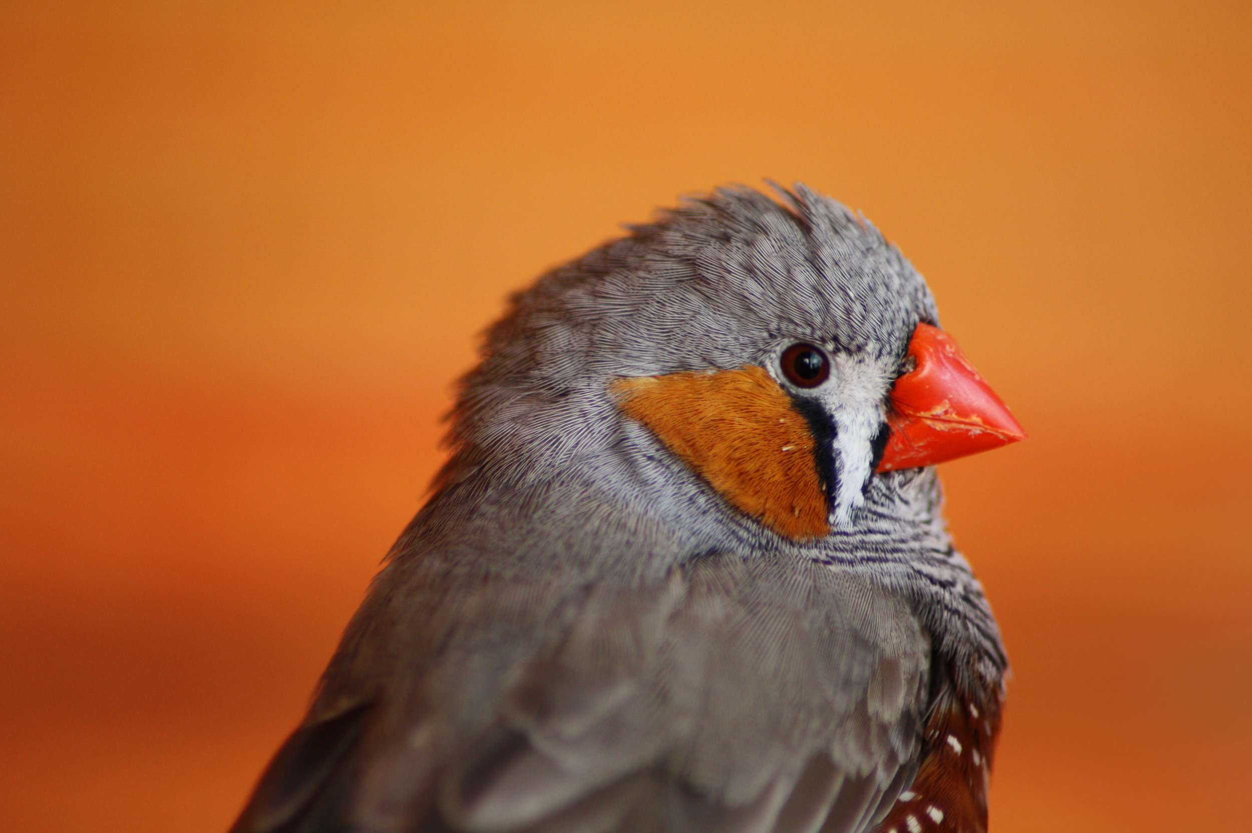 The FOXP2 gene also affects vocal learning in songbirds, such as this zebra finch. Maurice van Bruggen/Wikimedia Commons (CC BY-SA 3.0) 