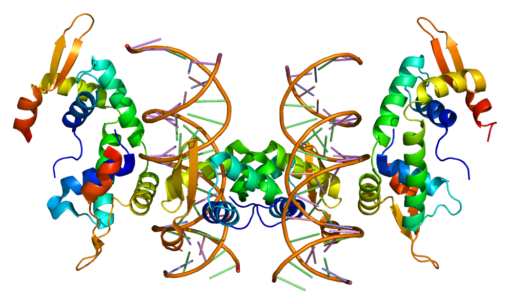 The structure of the FOXP2 protein, which is important for the development of speech. Emw/Wikimedia Commons (CC BY-SA 3.0) 