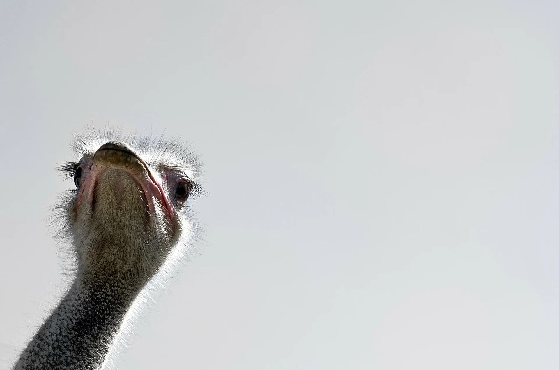 It is not so common knowledge that modern day birds are descended from ancient dinosaurs, believed to have evolved from their ancient counterparts in the Mesozoic era. realworkhard /Pixabay (CC0)
