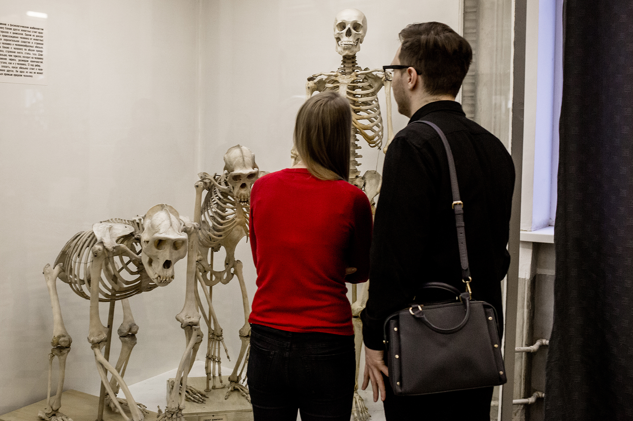 Humans are often depicted as the end result of evolution, the final goal. Of course, this is presuming that we’re following a mythical straight line to becoming the ultimate life form. Alexey Dushutin /Flickr (CC BY 2.0)