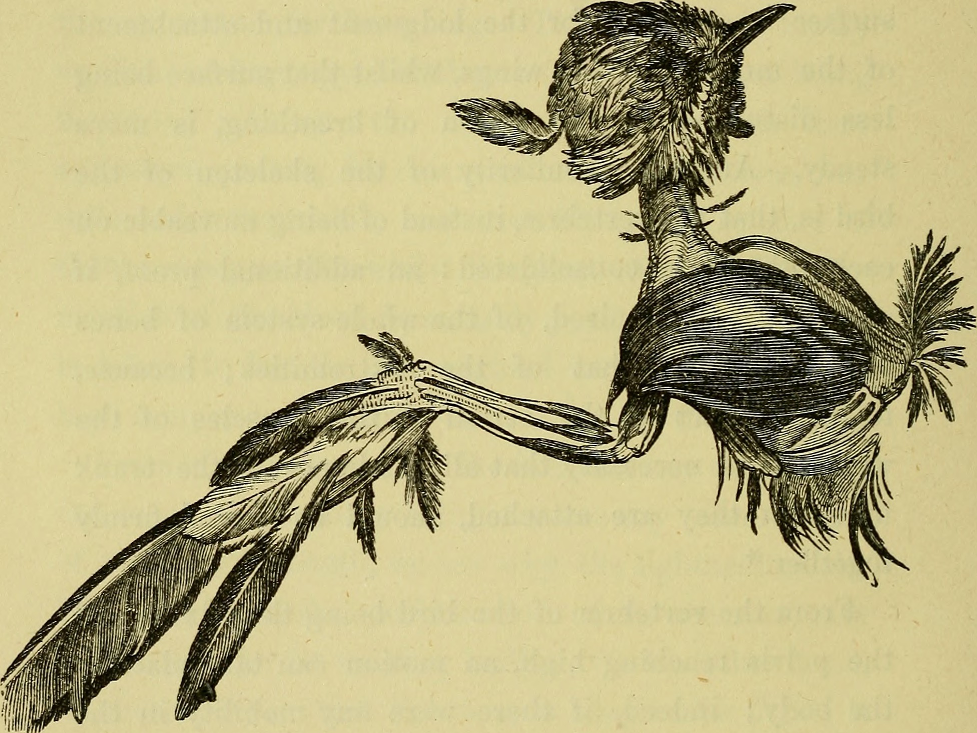 For many, it's easy to see the 'purpose' in a bird's wing: to fly. But if it evolved, does it truly have any higher purpose? Internet Archive Book Images/Wikimedia Commons (public domain)