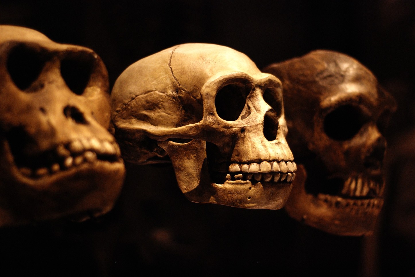 The human body still has a few skeletons in the evolutionary closet. Lucy Bridges/Flickr (CC BY-NC-SA 2.0)