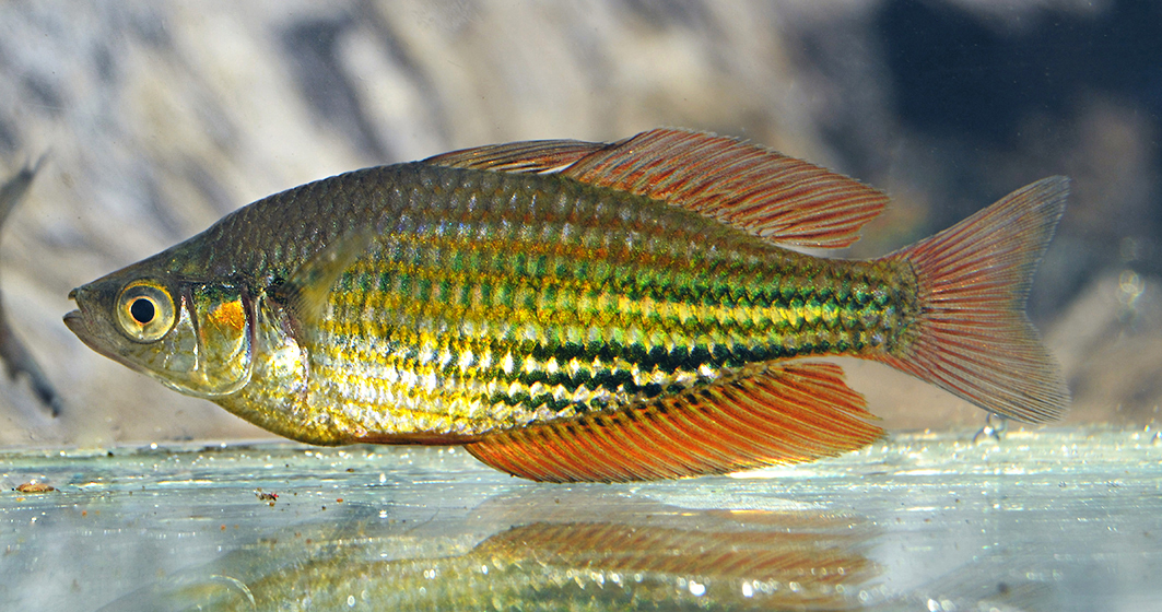 A male Running River rainbowfish. © Steve Hume