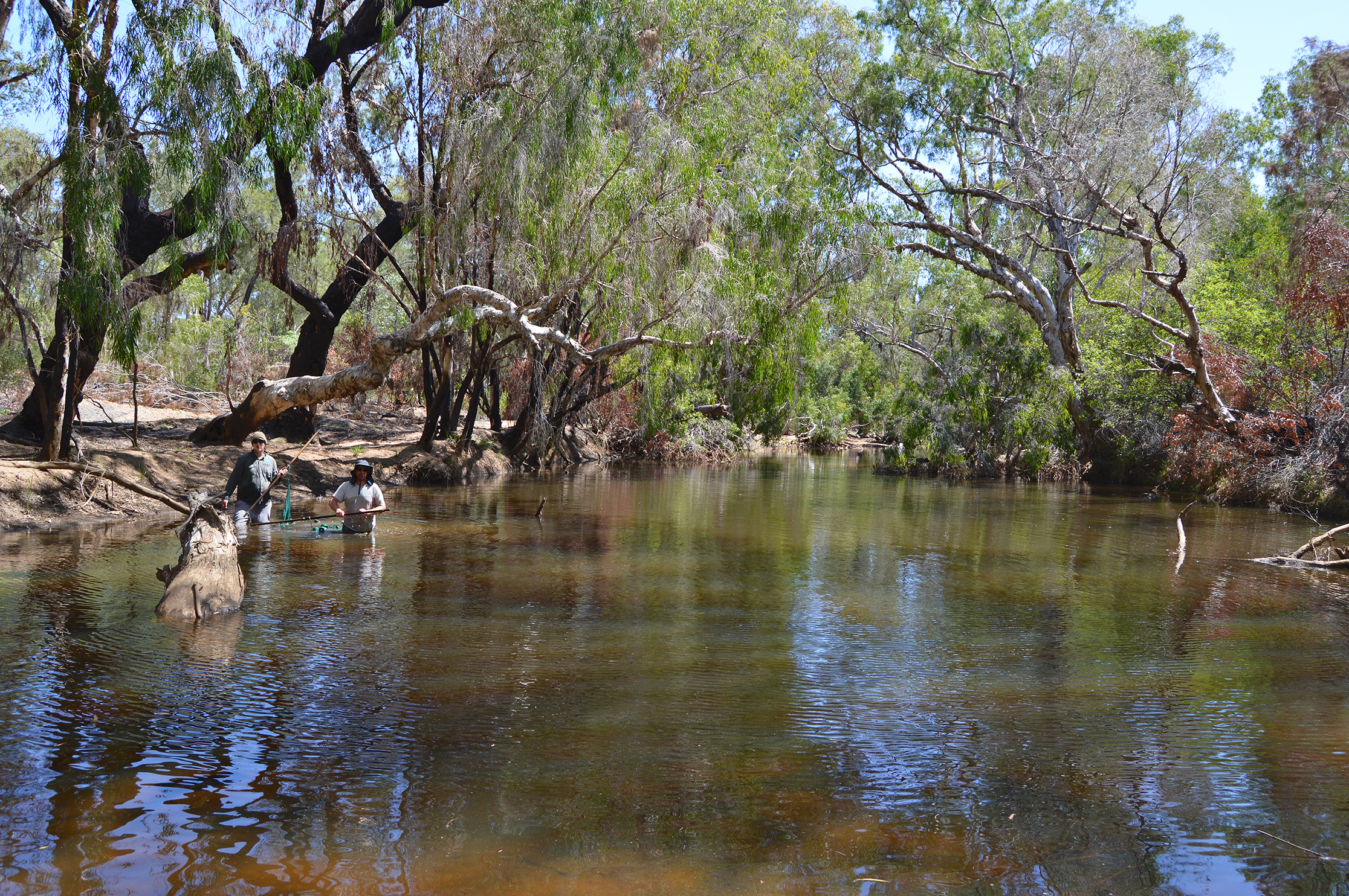 Rainbowfish habitat in Running River, just above the lower gorge. © Steve Hume