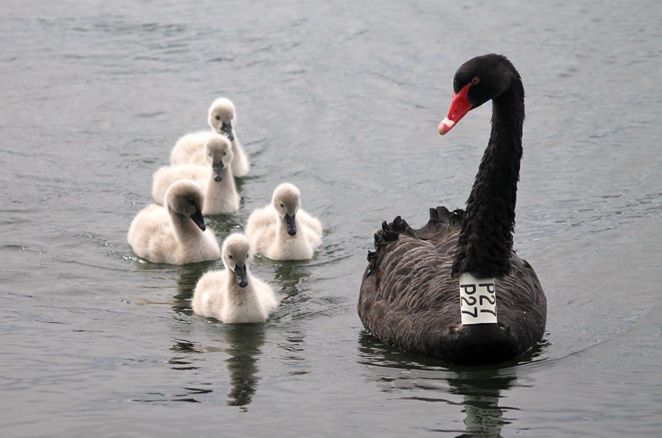 Swan P27 at Albert Park Lake, with her five cygnets. © Anne Aulsebrook