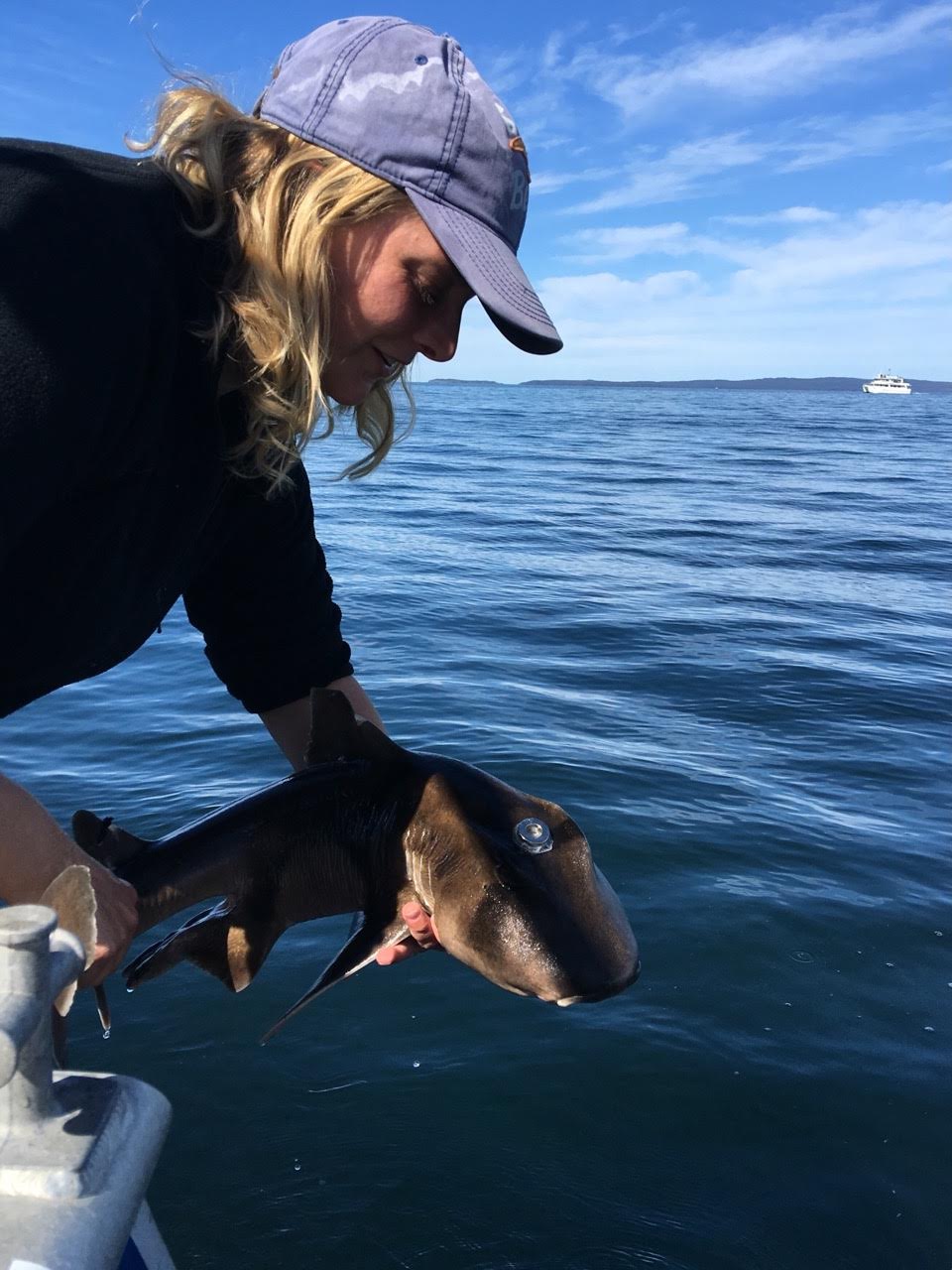 Macquarie University researcher Sherrie Chambers releases a Port Jackson shark fitted with an acoustic tag. © Catarina Vila Pouca