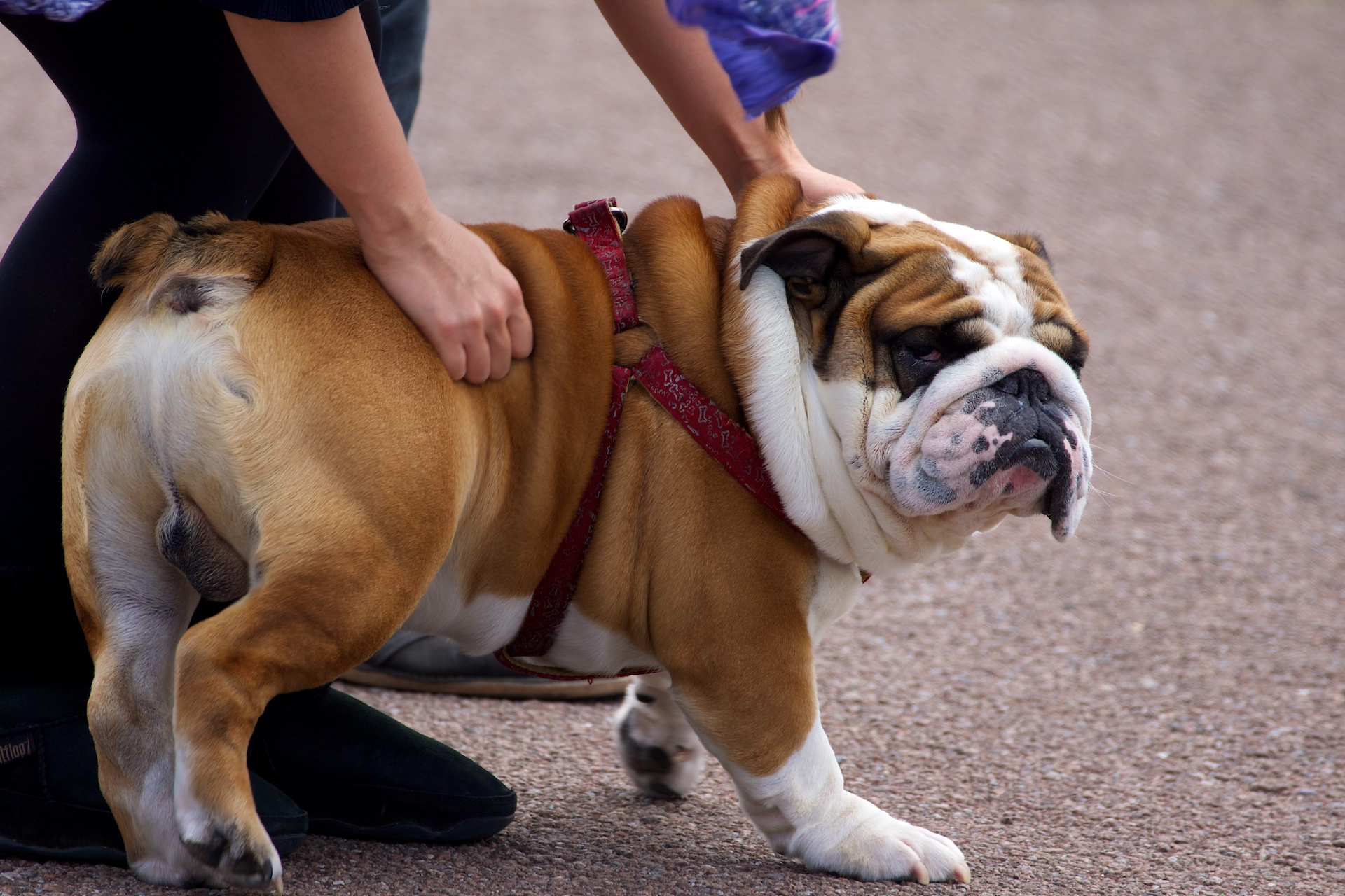 In the bulldog, we've created a breed that is heavily reliant on humans to survive. Paul Hudson/Flickr (CC BY 2.0)