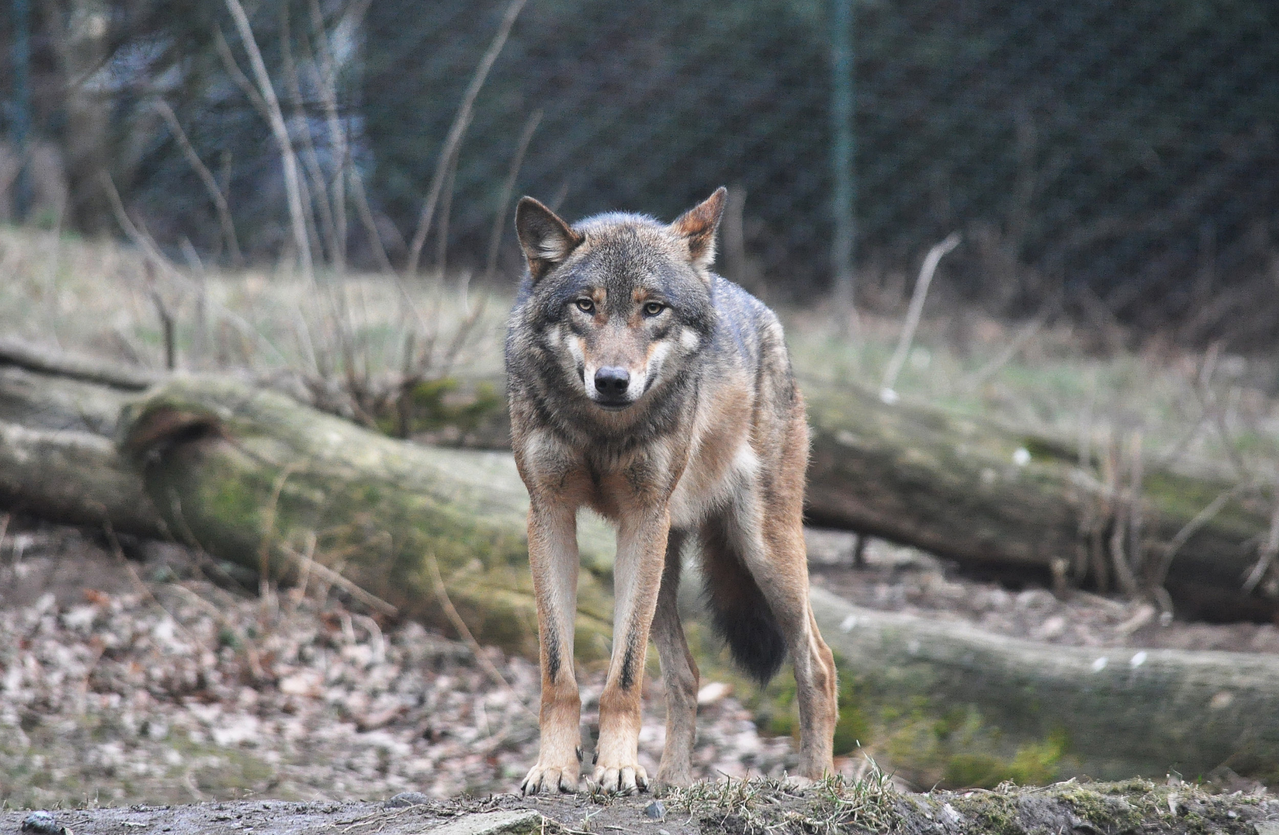 Humans domesticated grey wolves thousands of years ago, resulting in the multitude of domestic dog breeds we know today. Katerina Hlavata/Flickr (CC BY 2.0)