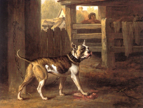 The bulldog, depicted in a 1790 painting by Philip Reinagle. Notice the long tail and the leaner body. Philip Reinagle/Wikimedia Commons (public domain)