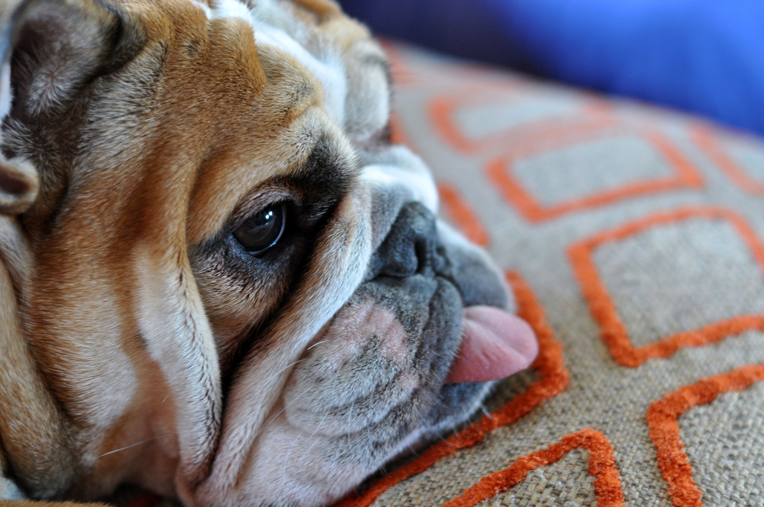 Bulldogs undoubtedly make great companions, but they also come with their share of problems. Wagsie/Flickr (CC BY-NC 2.0)