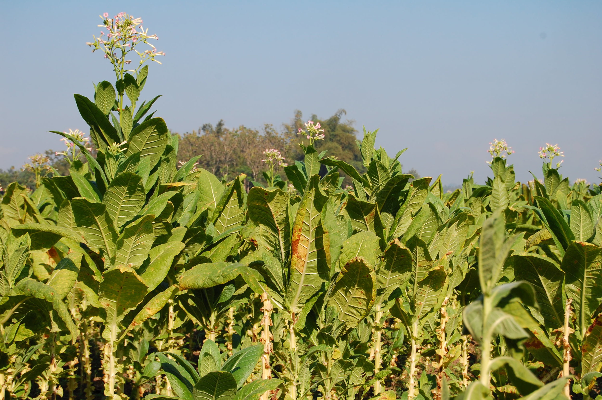 Using genetic engineering, researchers produced tobacco plants with increased productivity. Ikhlasul Amal/Flickr (CC BY-NC 2.0)