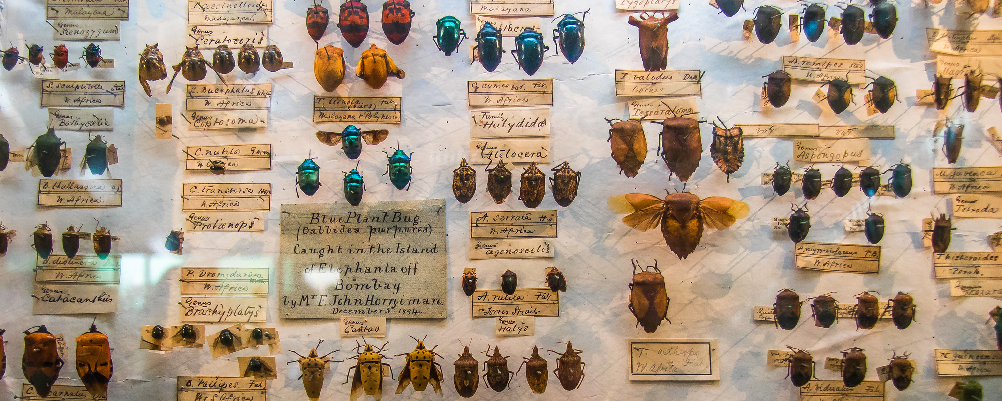 Insect collecting was an especially popular educational hobby during the Victorian era. Andrew Moore/Flickr (CC BY-SA 2.0)