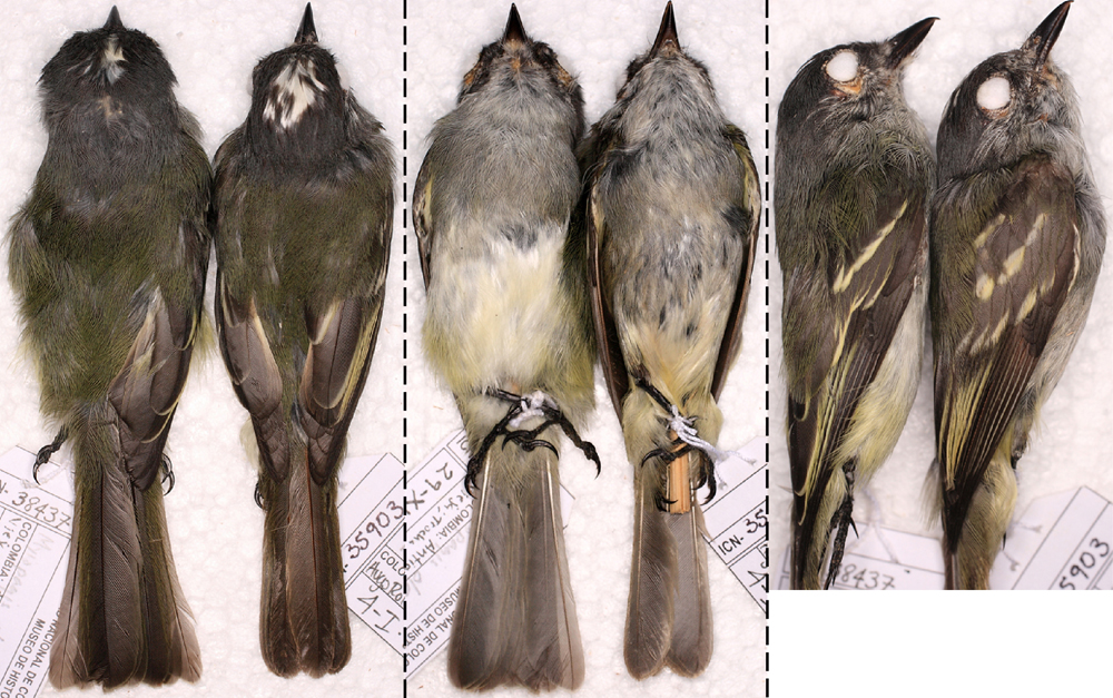 Collected specimens provide morphological information that simply isn't possible with photographs or tissue samples. Andres Cuervo/Flickr (CC BY-SA 2.0)