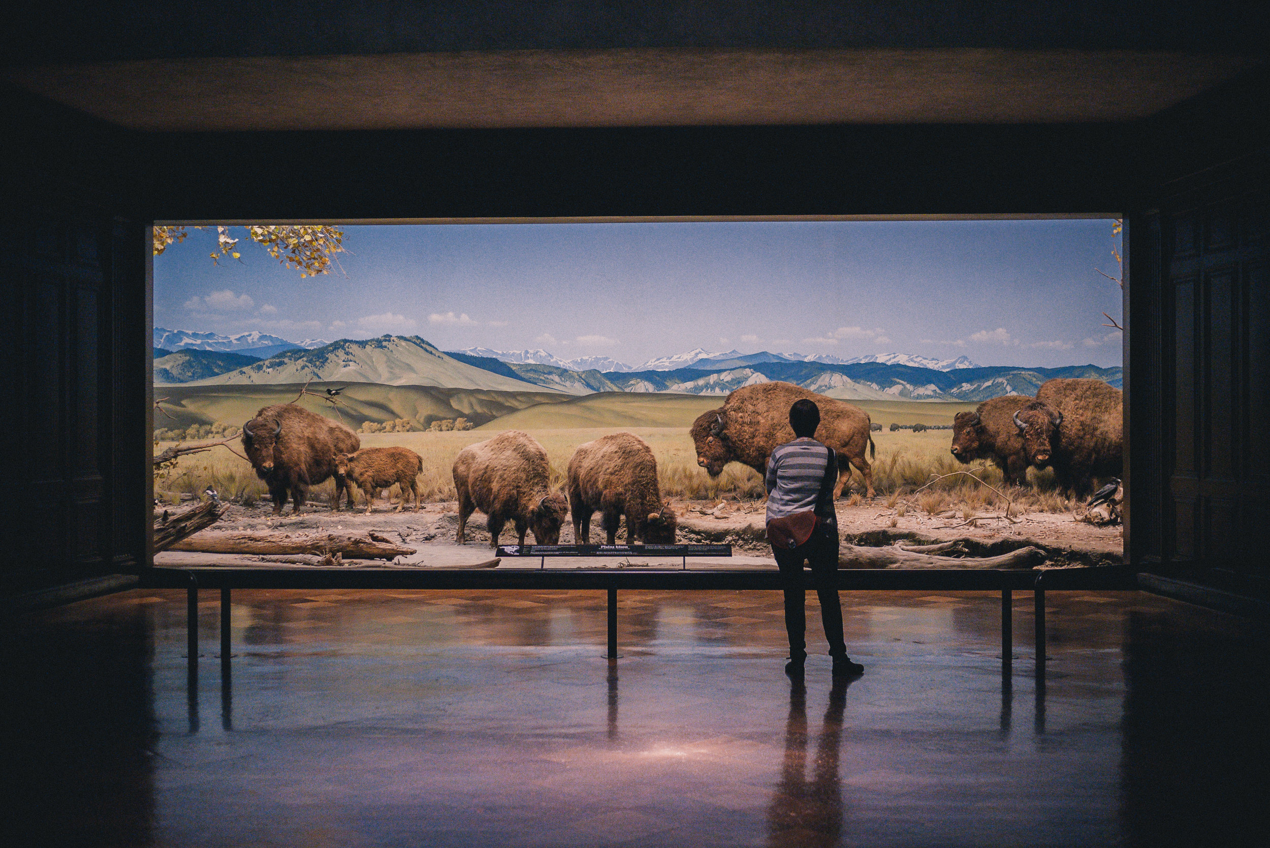 There is little evidence that specimen collecting alone can drive species to extinction. Aude Lising/Flickr (CC BY-NC-ND 2.0)