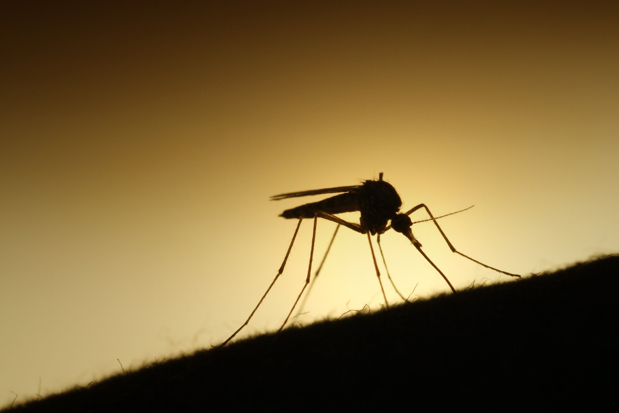 Not everybody is happy about sharing the planet with mosquitoes. Erik F. Brandsborg/Flickr (CC BY-SA 2.0)