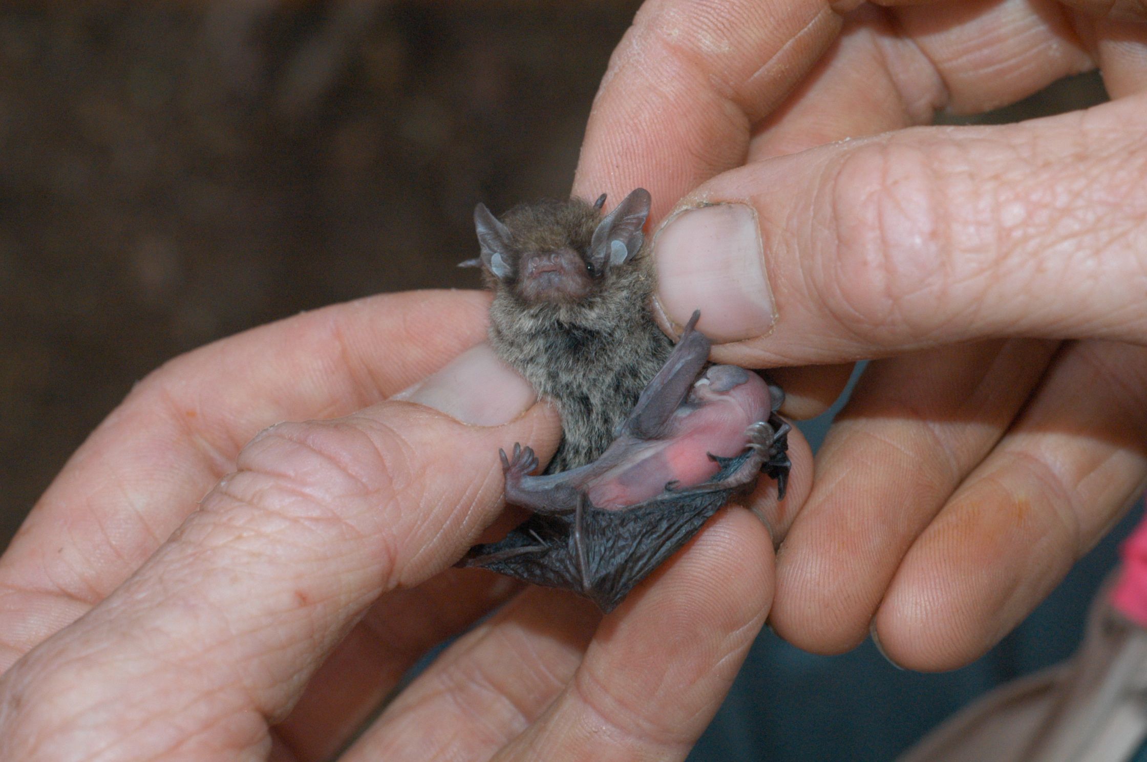 The little forest bat ( Vespadelus vulturnus) is one species that could suffer in the absence of mosquitoes. Doug Beckers/Flickr (CC BY-SA 2.0)