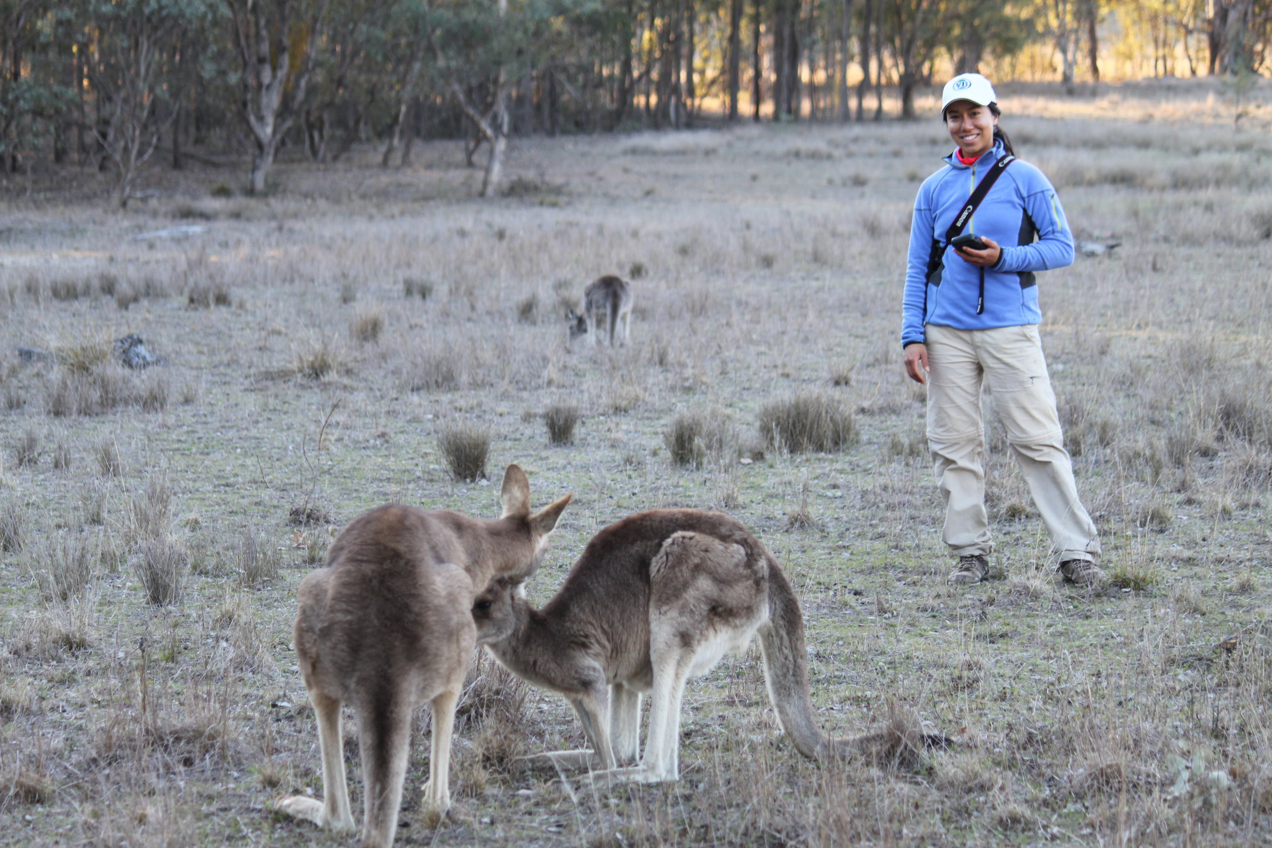 University of Queensland researcher Paloma Corvalan with male kangaroo Tim, who is sniffing a female. © Natalie Freeman