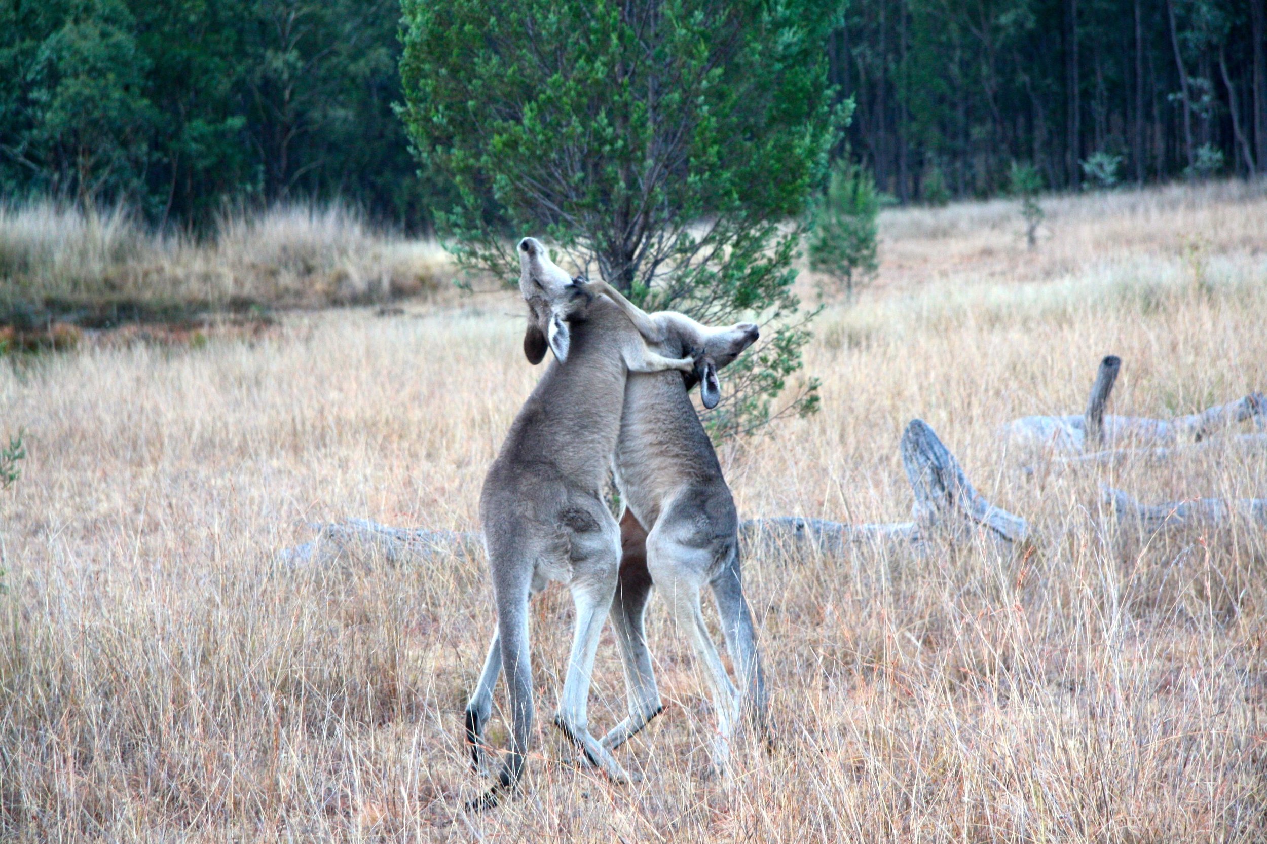   Two male kangaroos engaged in combat.  © Paloma Corvalan 