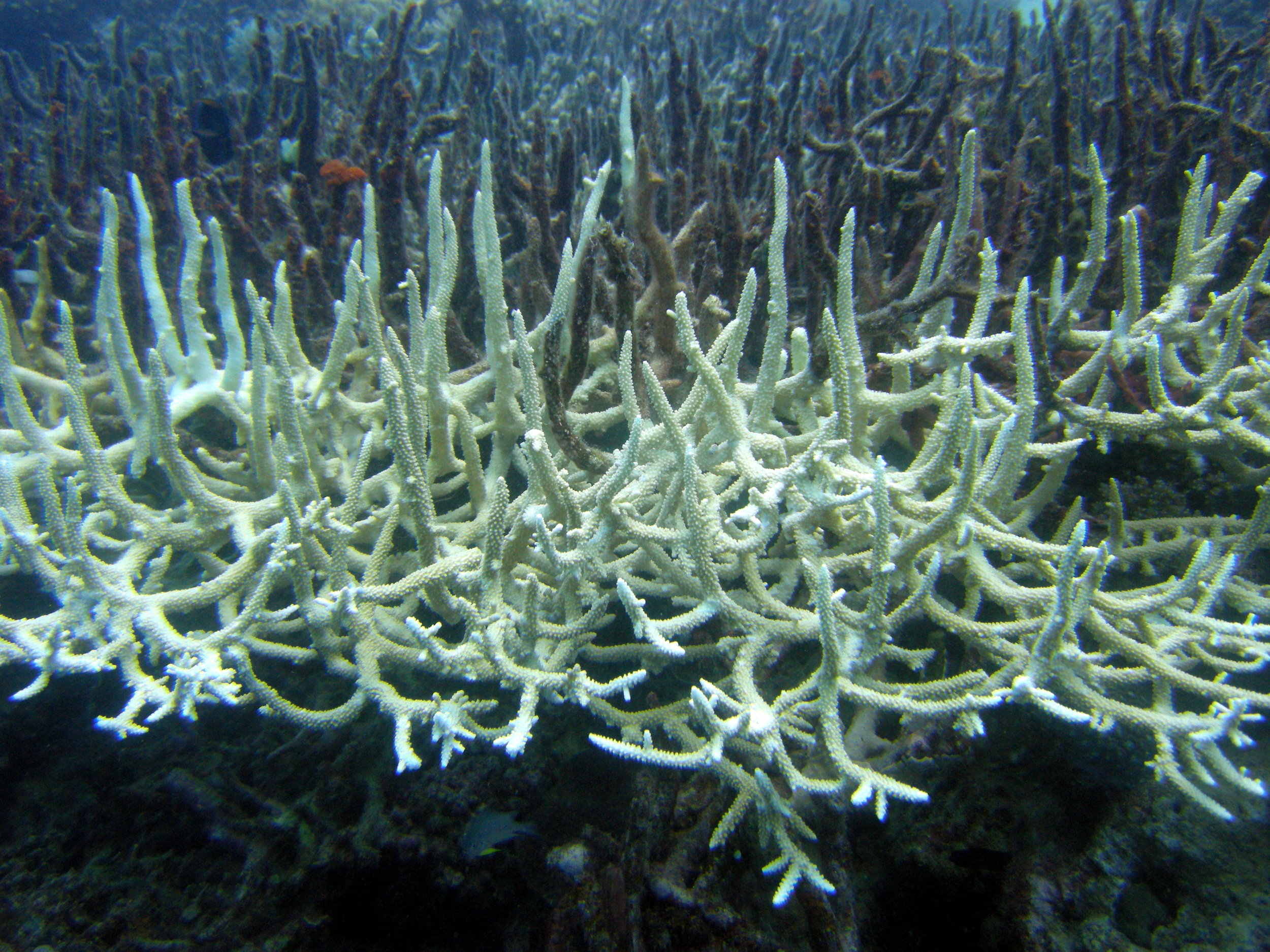 Bleached staghorn coral on the Great Barrier Reef. Matt Kieffer/Flickr (CC BY-SA 2.0)