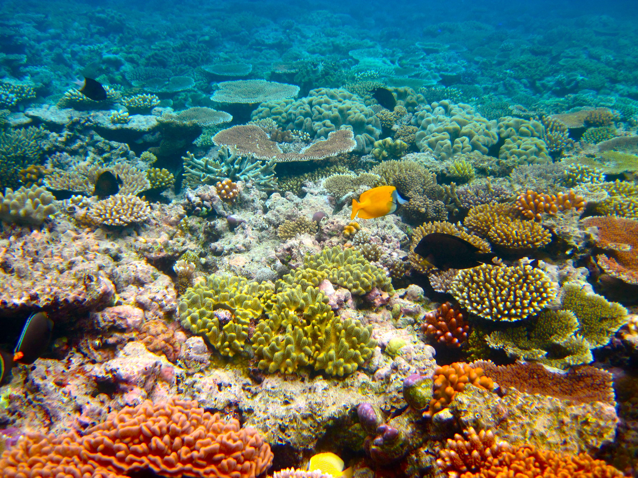Despite the widespread devastation, there's still plenty to study on the Great Barrier Reef. Kyle Taylor/Flickr (CC BY 2.0)