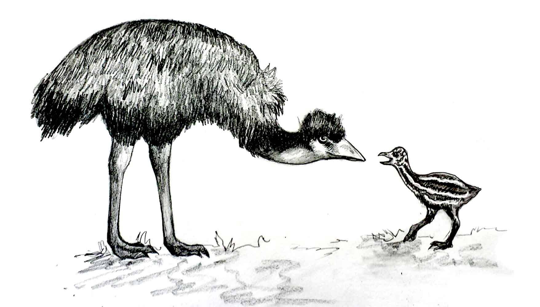 Illustration by Leigh Douglas