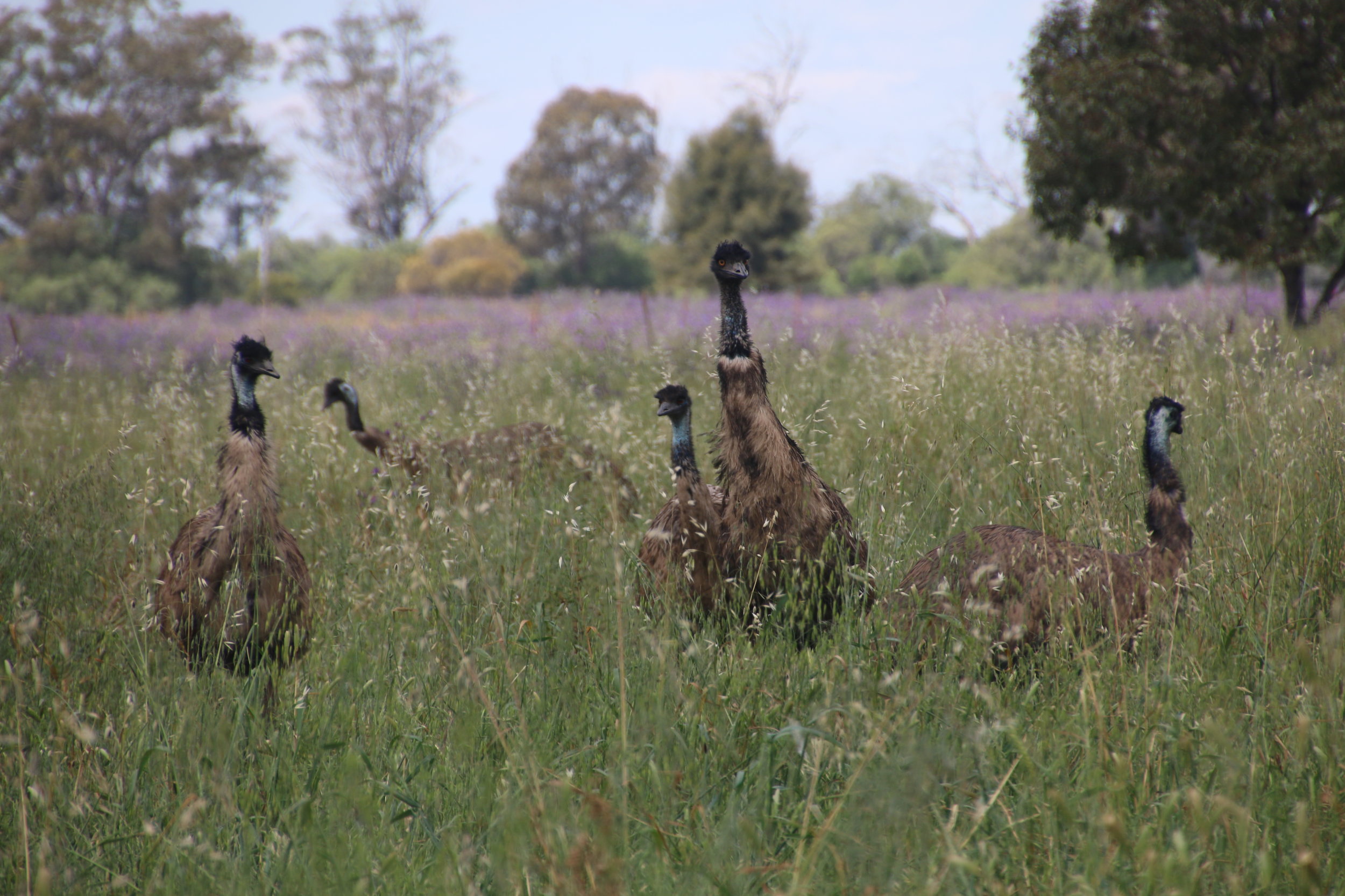 Despite their size, emus can be surprisingly cryptic. © Julia Ryeland