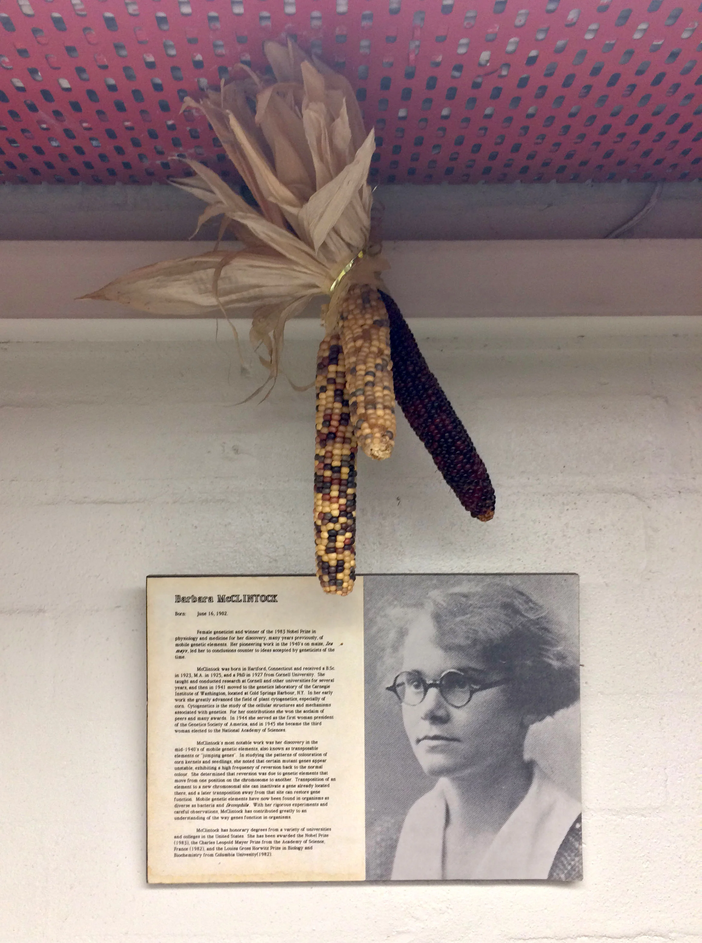 The secular shrine to Barbara McClintock hanging in my lab at The University of Melbourne © Jack Scanlan (used with permission)