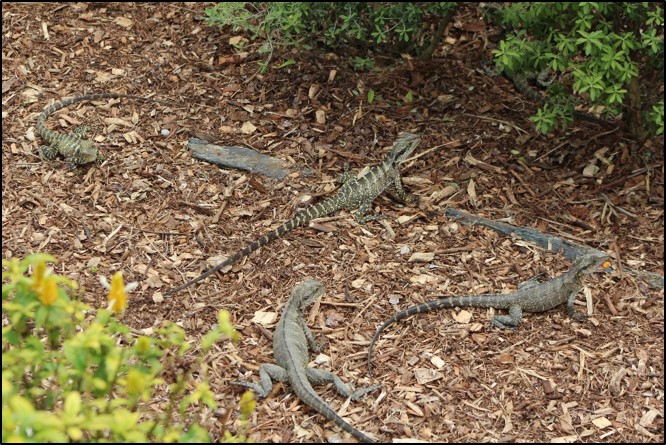 A group of female water dragons. © Kasha Strickland