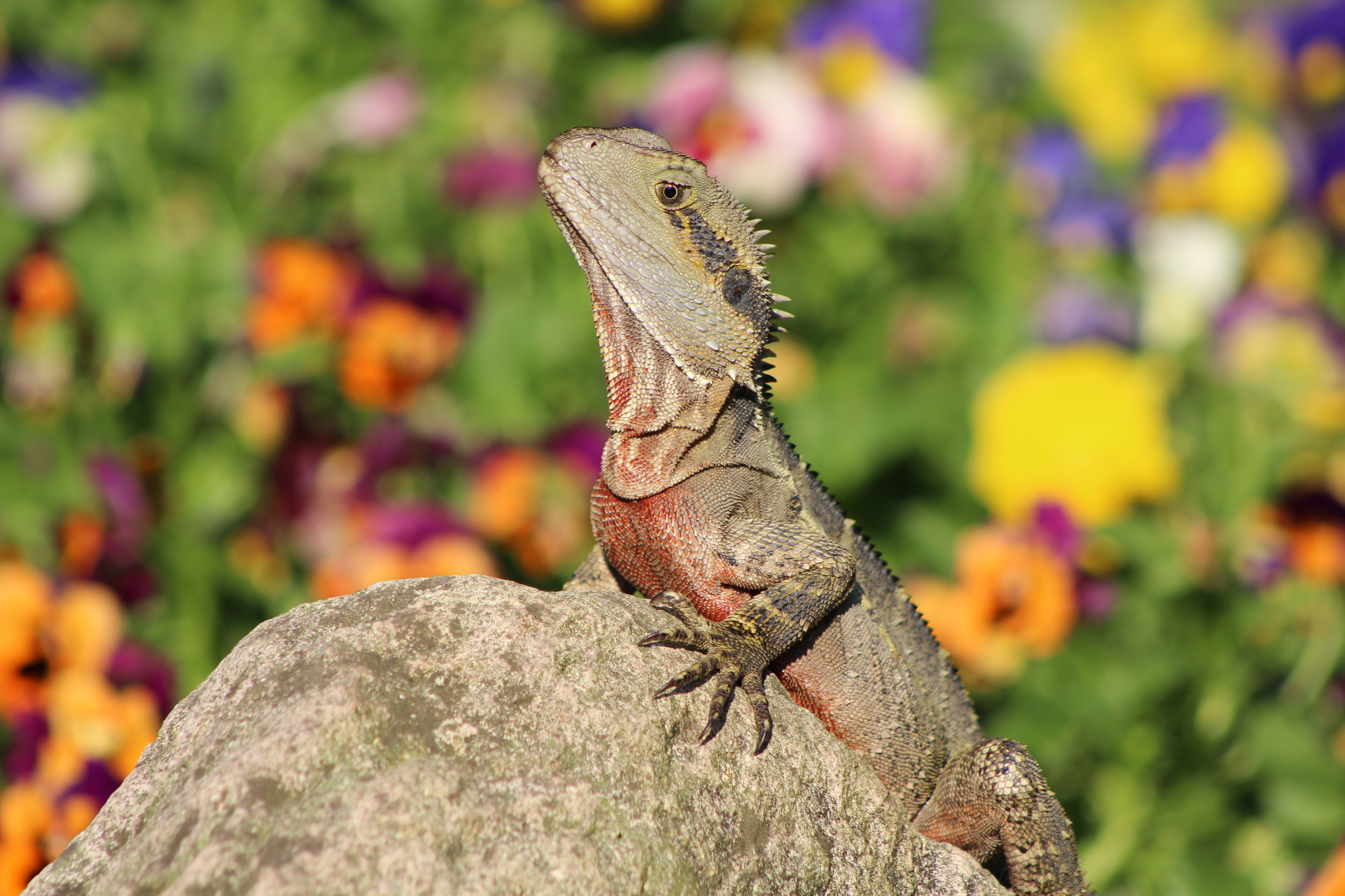 PhD researcher Kasha Strickland is studying sociality in Brisbane's water dragons. © Kasha Strickland