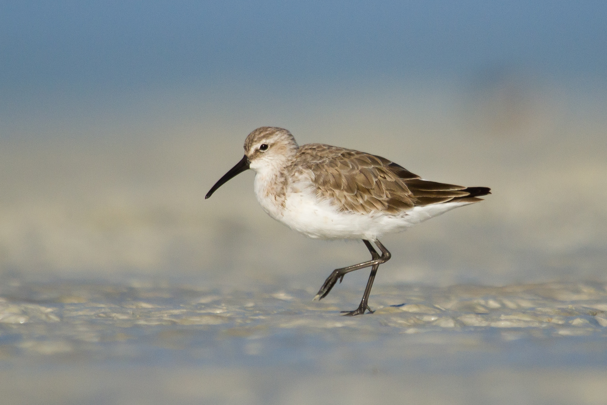 A curlew sandpiper. © Bill Betts