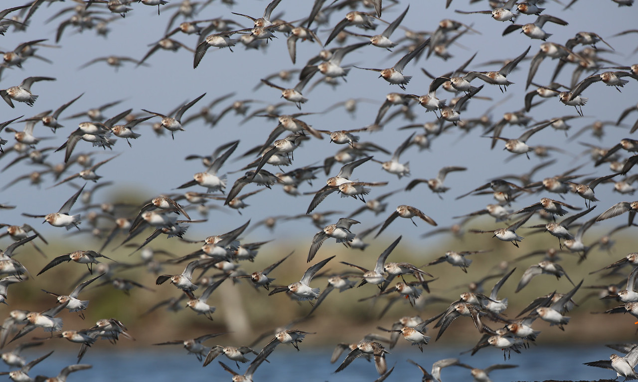 A flock of red-necked stints. © Dan Weller