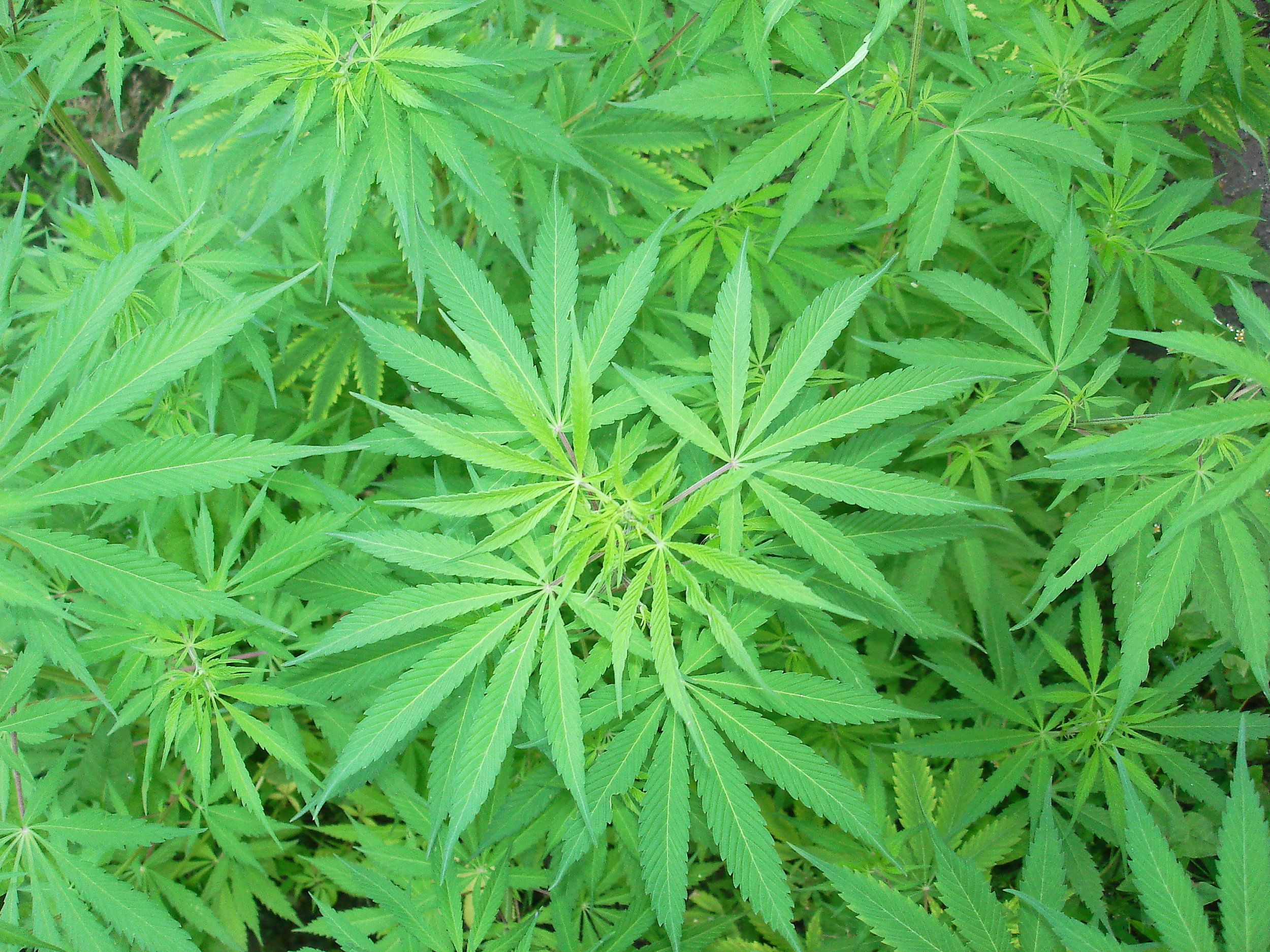 In the early 20th century, a change in public perception disrupted the path of cannabis regulation. deviat_d/Flickr (CC BY-NC 2.0)