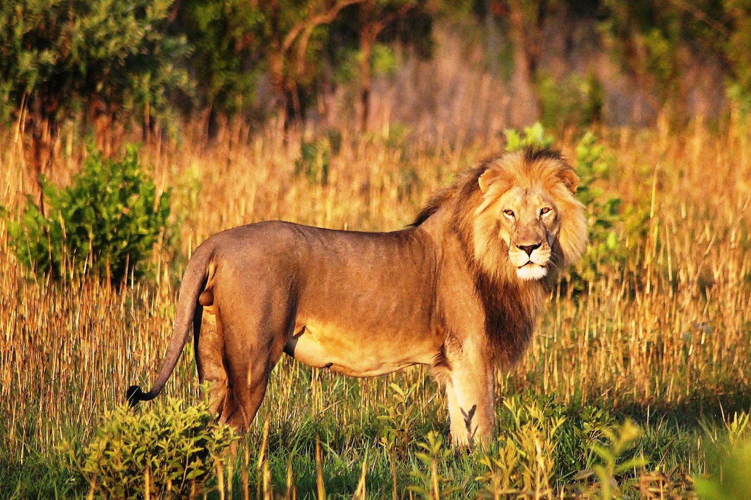  Zulu, the adult male in the lion pride. © Emma Dunston 