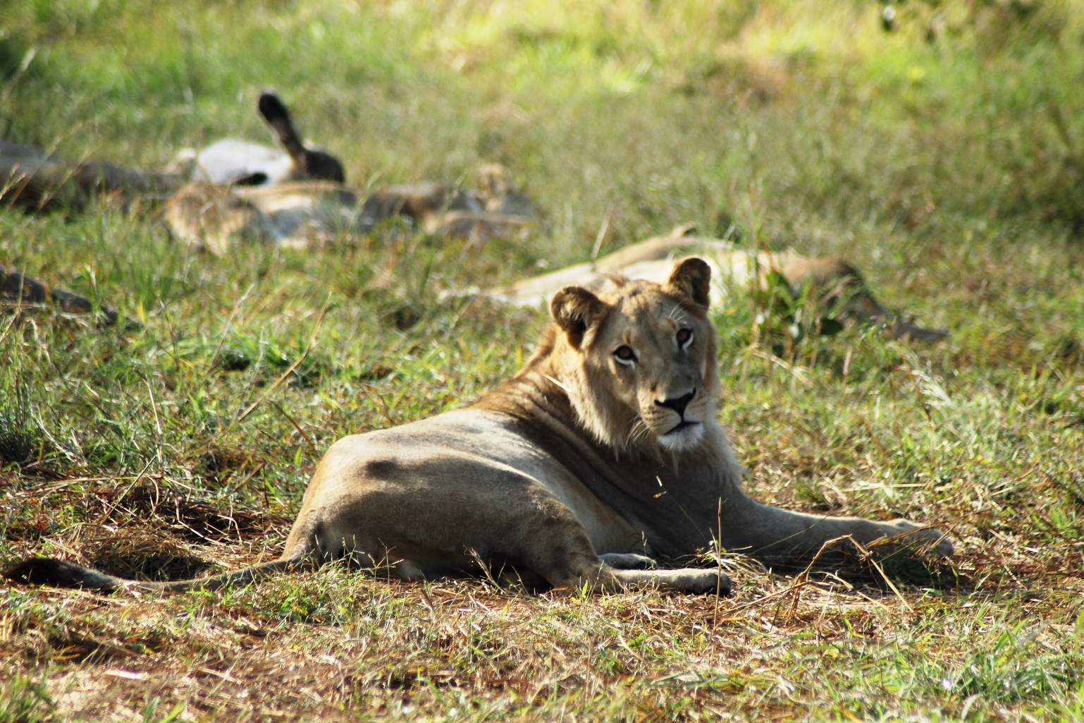  Lion cub LE3, born in January 2014.&nbsp;© Emma Dunston 