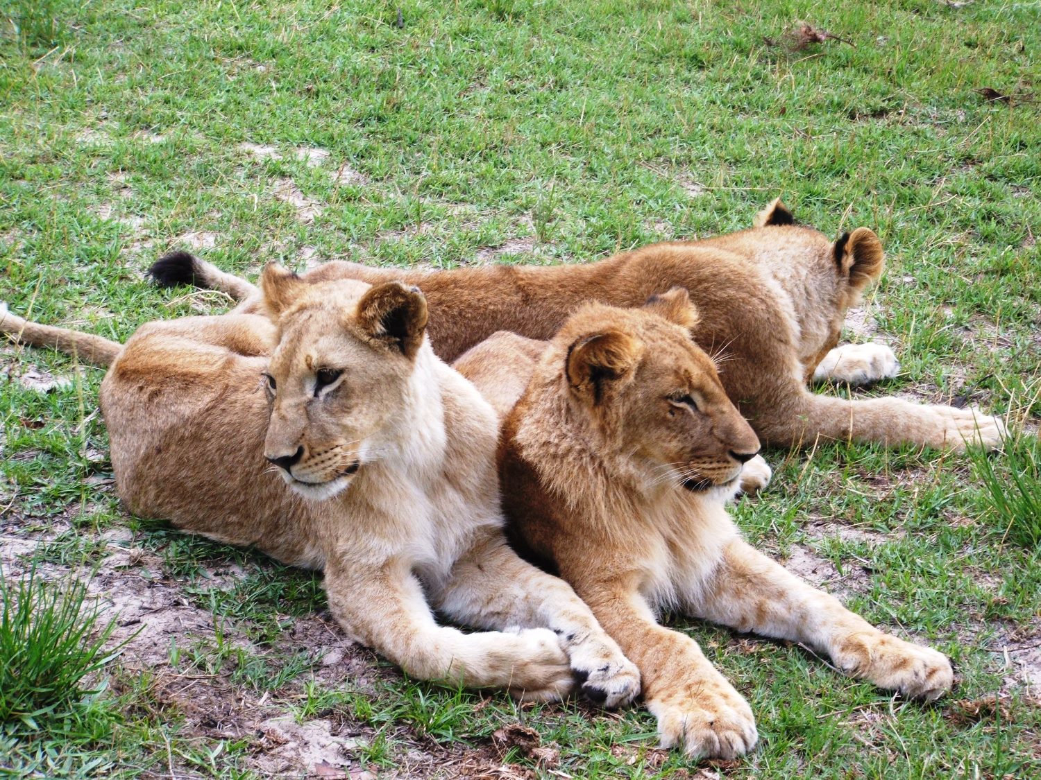  Lions in the rehabilitation phase of ALERT's reintroduction program.&nbsp;© Emma Dunston 
