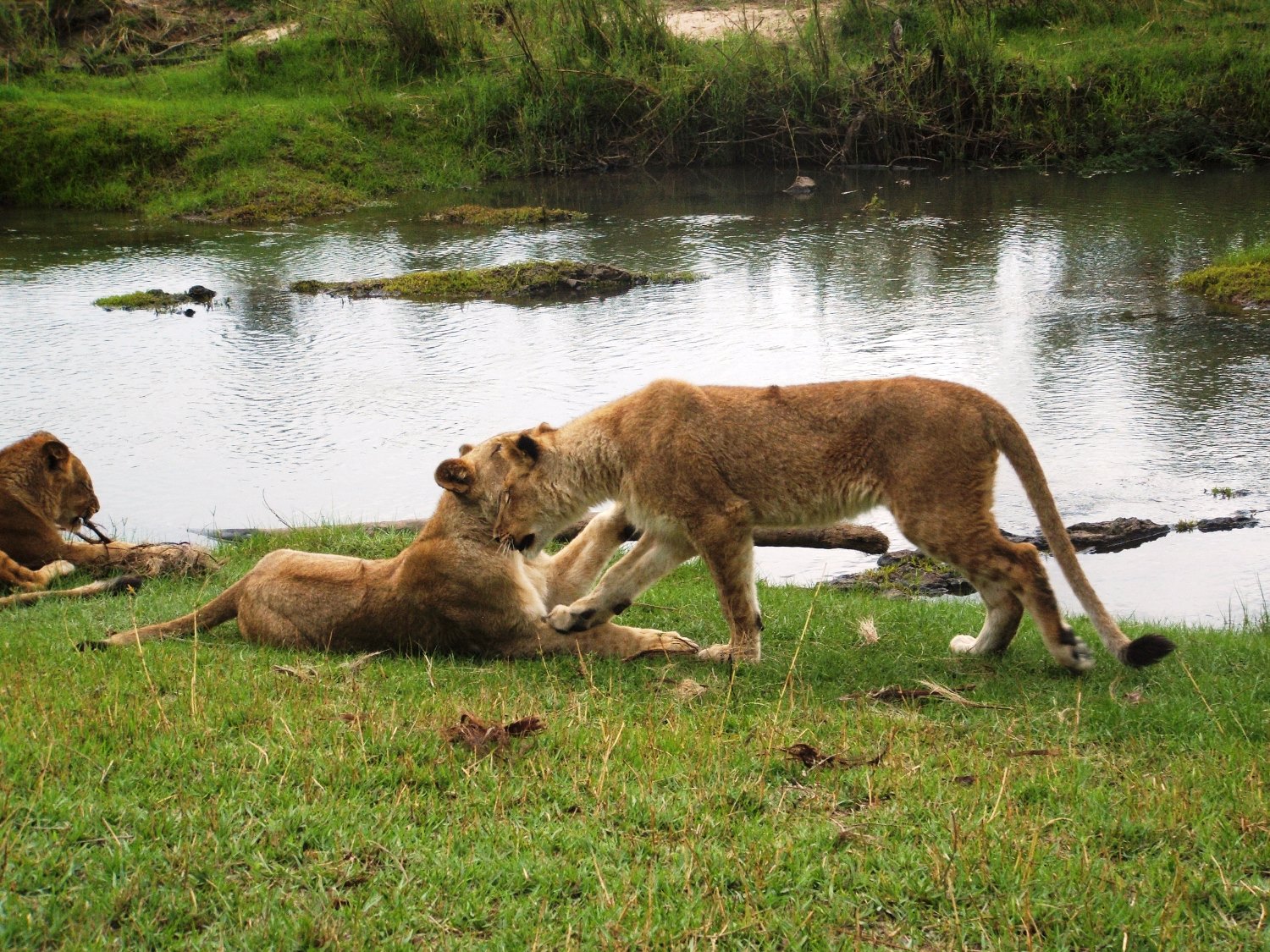  Lions in the rehabilitation phase of ALERT's reintroduction program.&nbsp;© Emma Dunston 