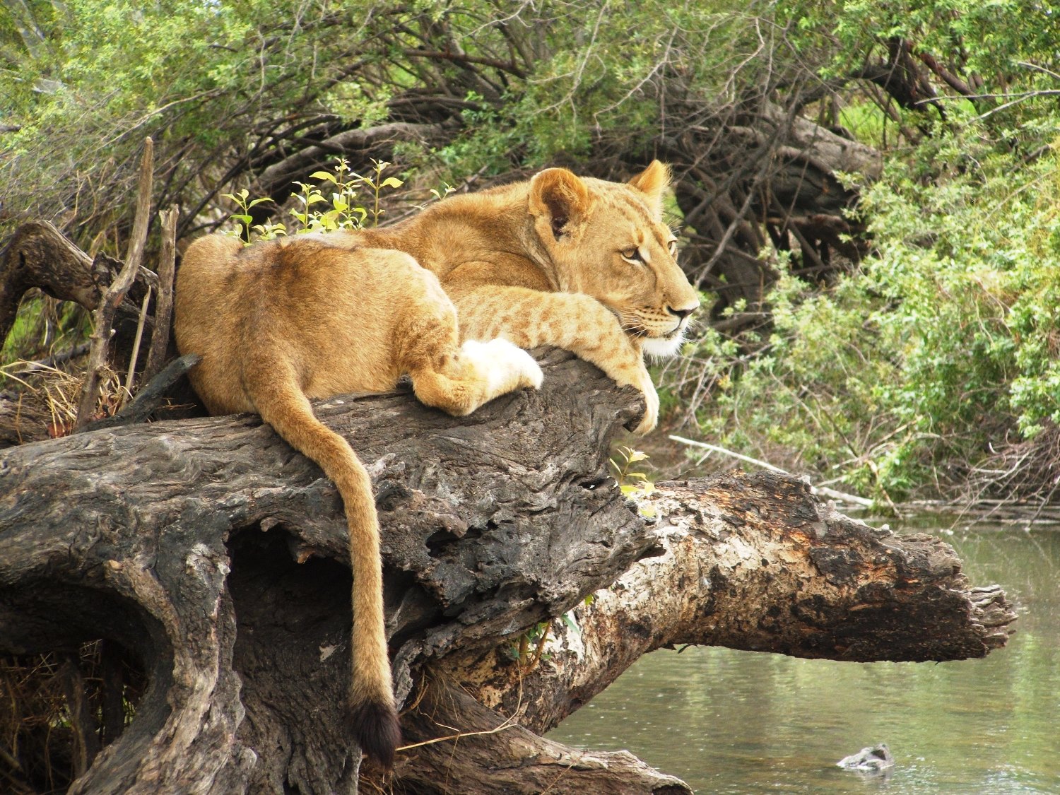  Lions in the rehabilitation phase of ALERT's reintroduction program.&nbsp;© Emma Dunston 