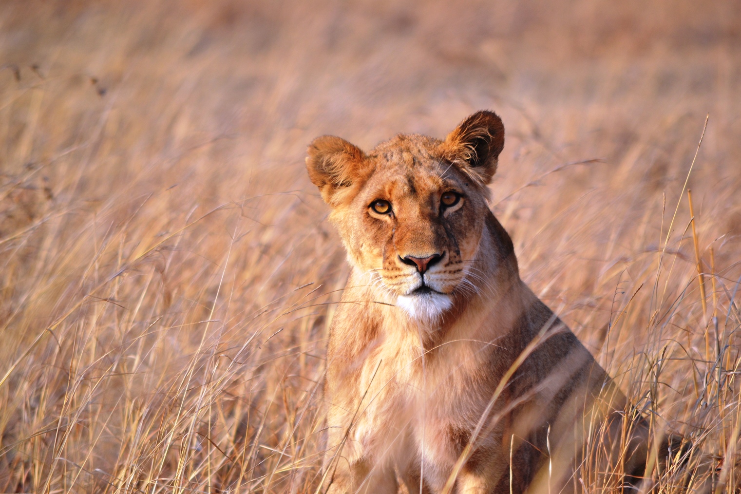  Lions in the release phase of ALERT's reintroduction program.&nbsp;© Emma Dunston 