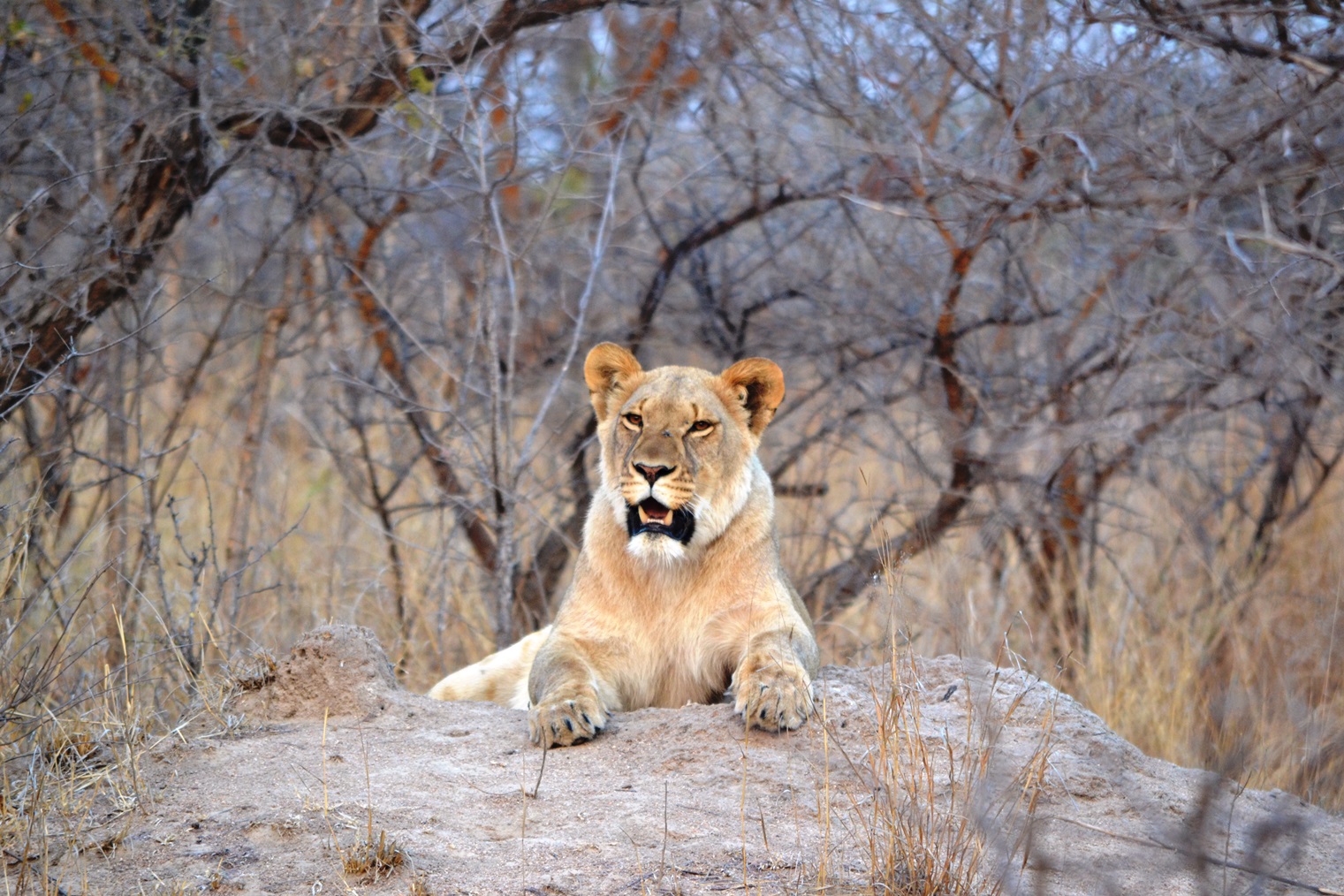  Lions in the release phase of ALERT's reintroduction program.&nbsp;© Emma Dunston 