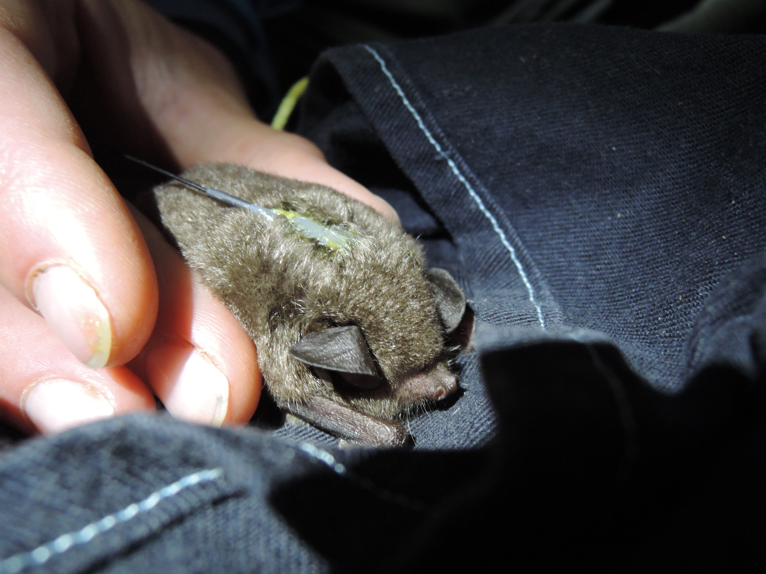  A short-tailed bat with a transmitter attached to his back. © Kathleen Collier. 