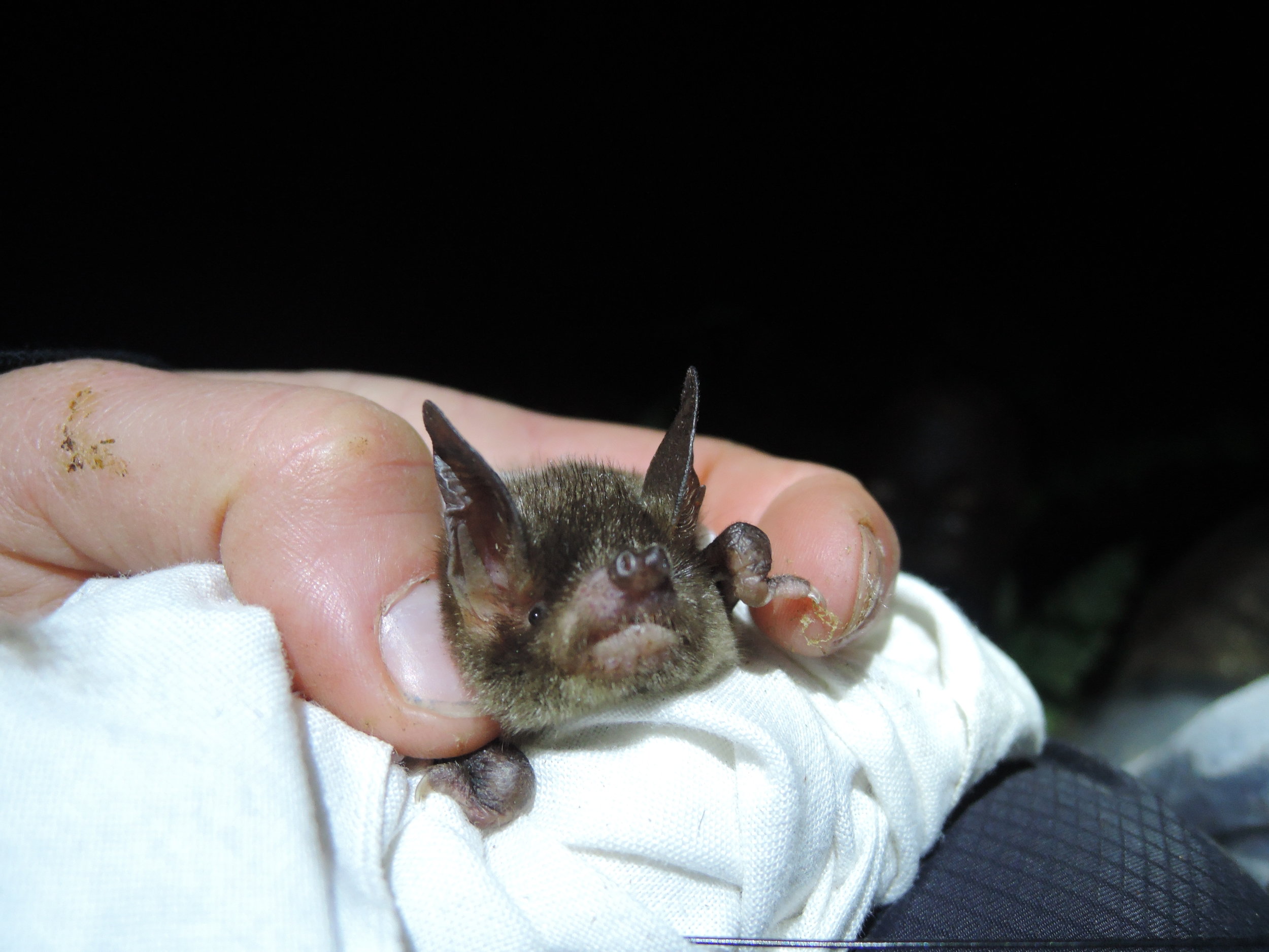  A New Zealand lesser short-tailed bat. © Kathleen Collier. 