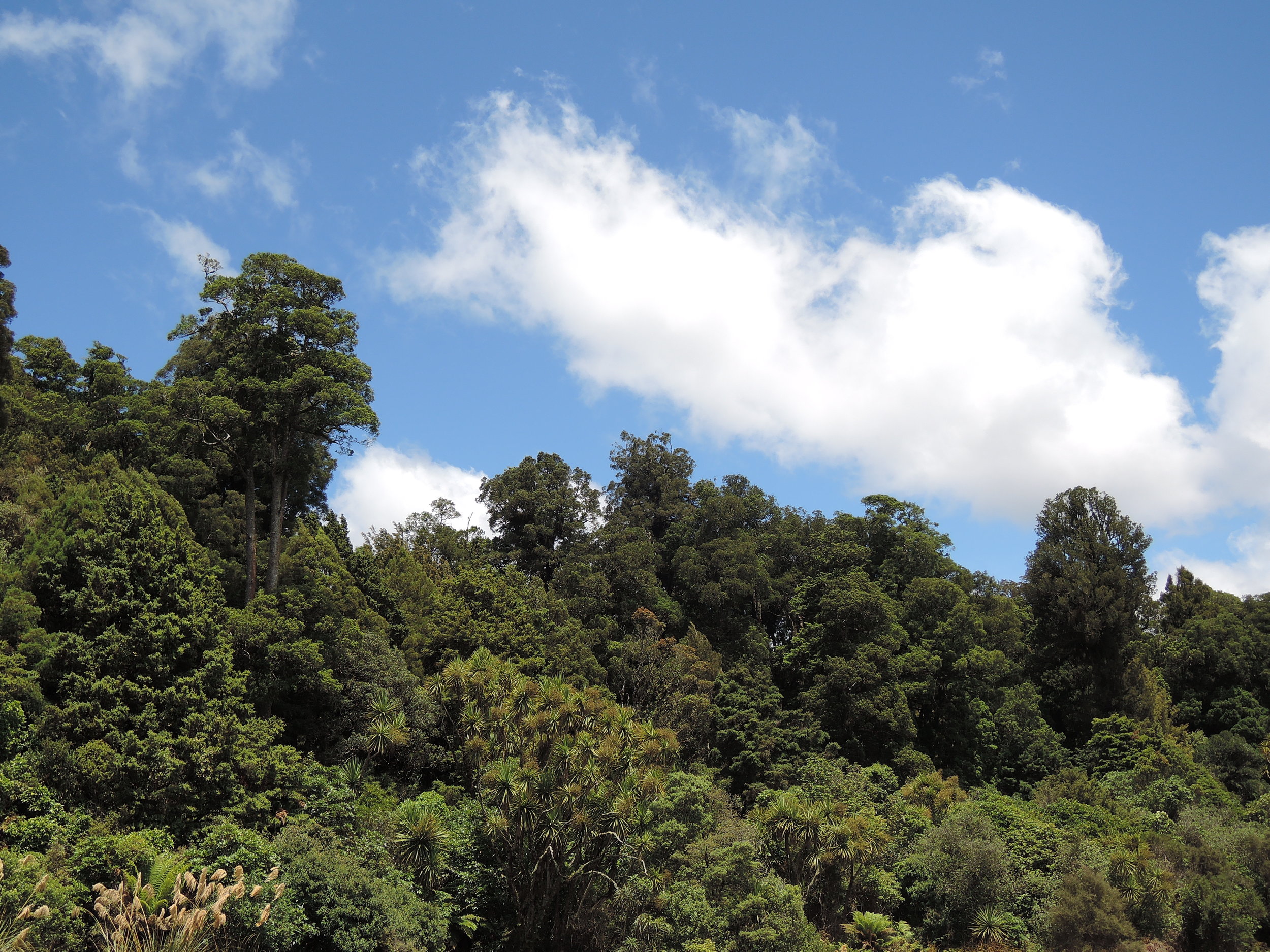  Collier's study site at Pureora Forest Park on New Zealand's North Island. 