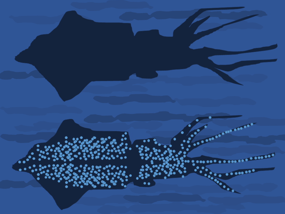 Diagram showing bioillumination in the firefly squid ( Watasenia scintillans ). Chiswick Chap/Wikimedia Commons (CC BY-SA 4.0)