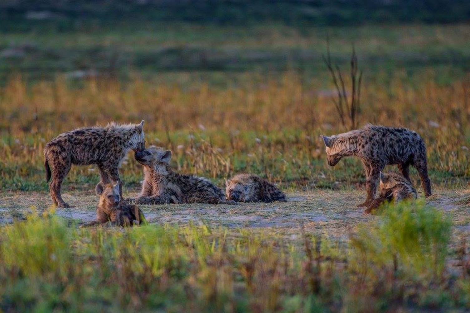  Spotted hyena can be very social animals. © Bob Mandinyenya 