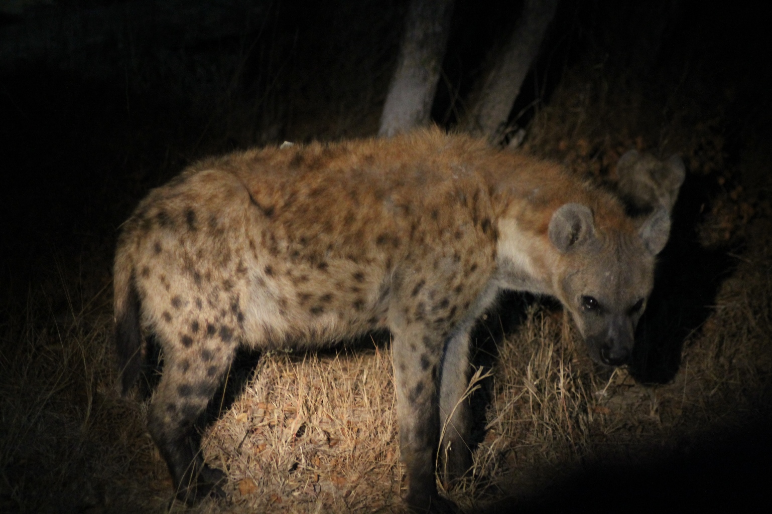  An adult hyena in the darkness.&nbsp;© Emma Dunston 
