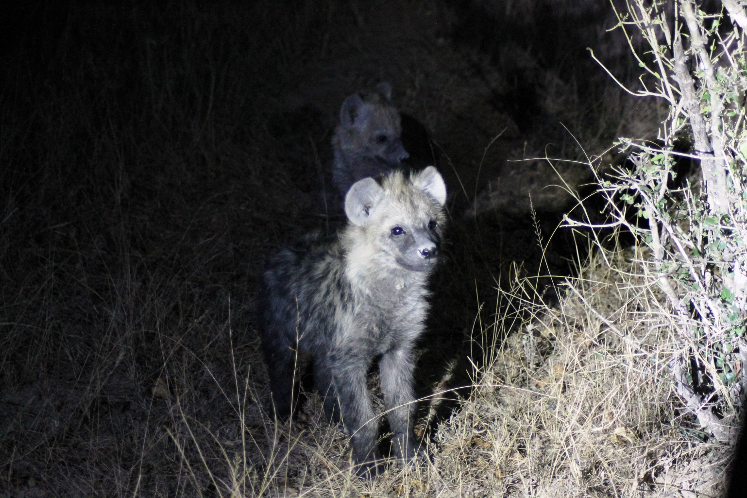  Juvenile spotted hyena.&nbsp;© Emma Dunston 